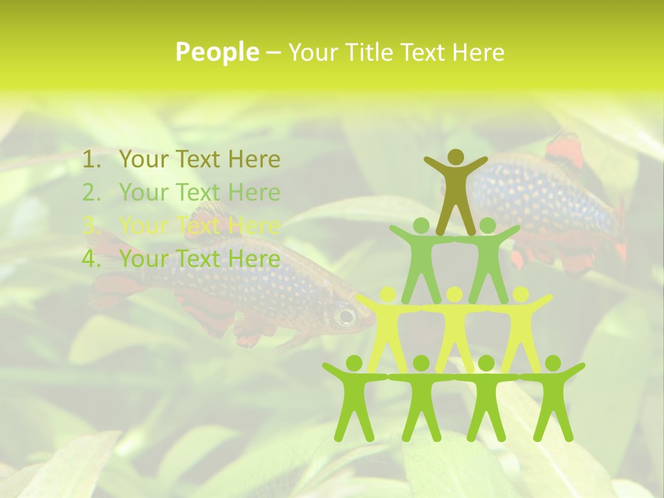 Myanmar Fin Hobby PowerPoint Template