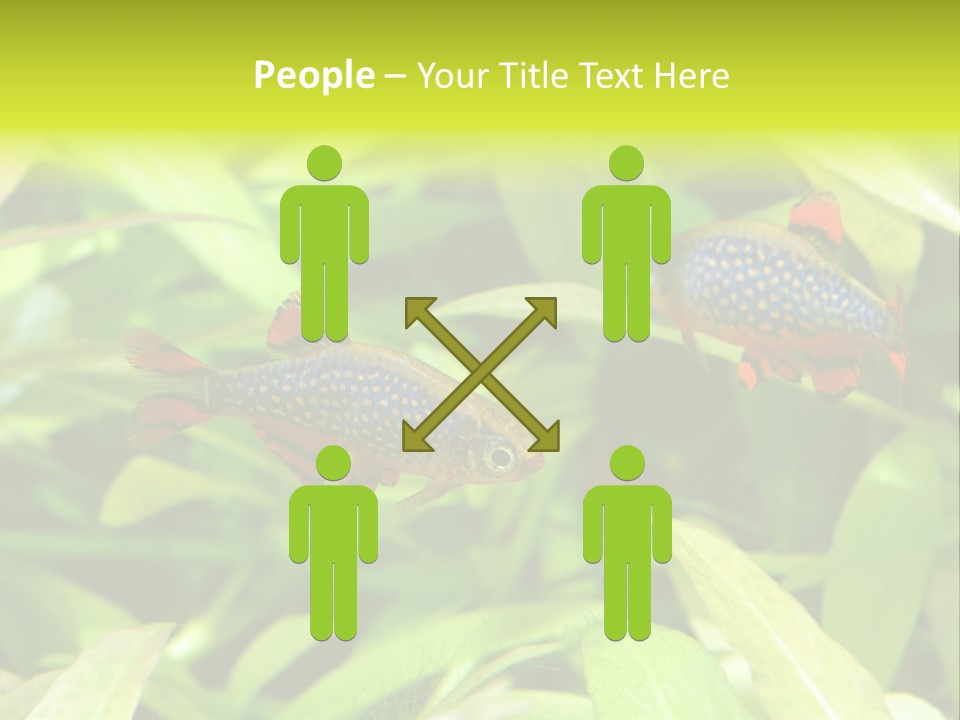 Myanmar Fin Hobby PowerPoint Template