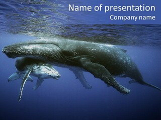 Humpbackwale Humpback Whale Orca PowerPoint Template