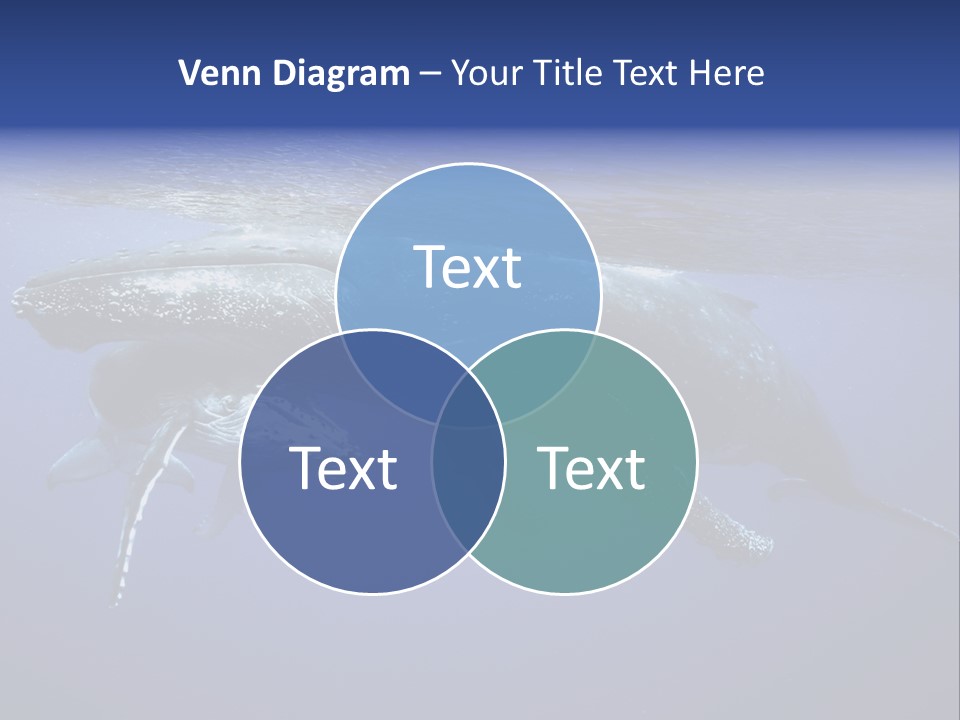 Humpbackwale Humpback Whale Orca PowerPoint Template
