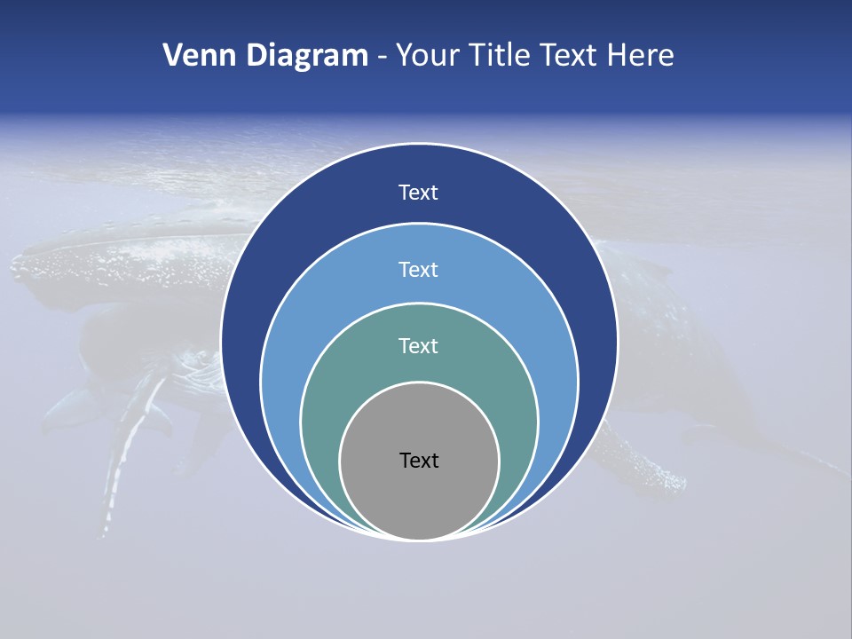 Humpbackwale Humpback Whale Orca PowerPoint Template