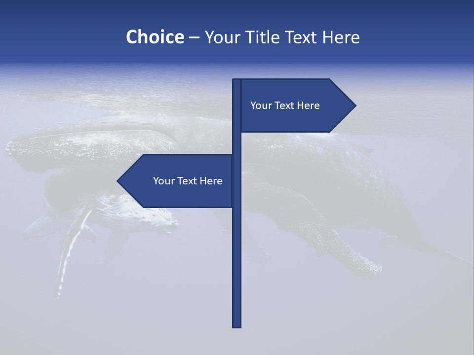 Humpbackwale Humpback Whale Orca PowerPoint Template