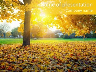 Sun Green Woods PowerPoint Template