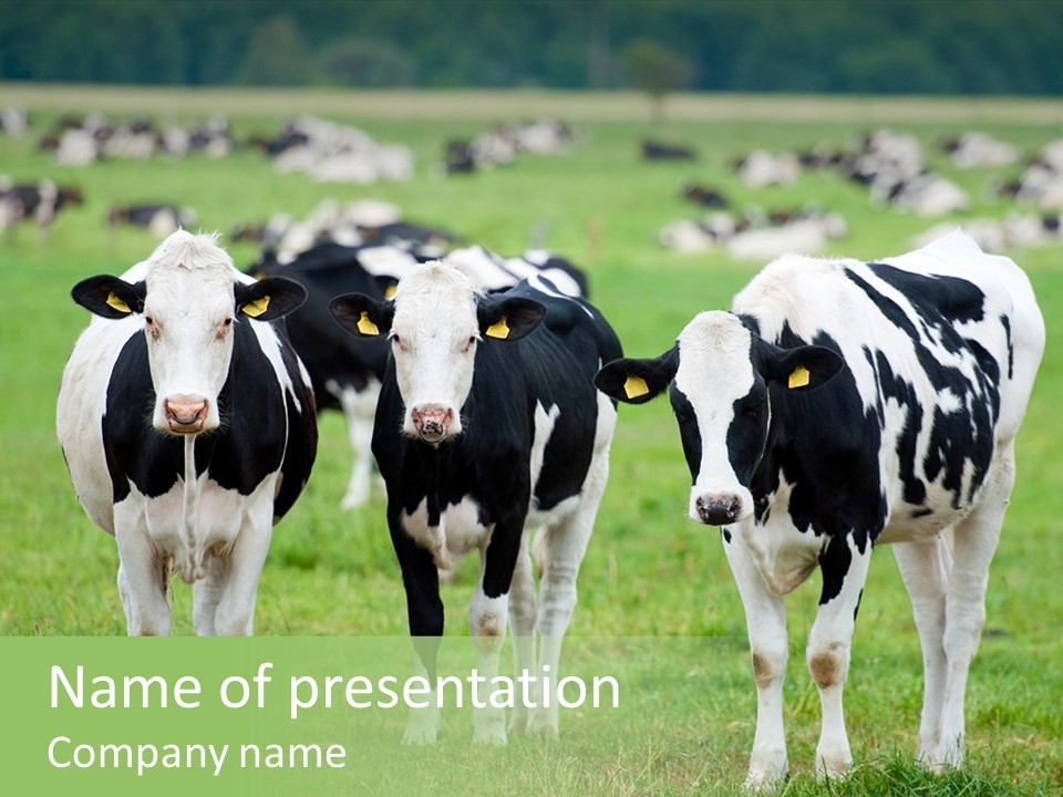 Rural Dairy Cattle Animal PowerPoint Template