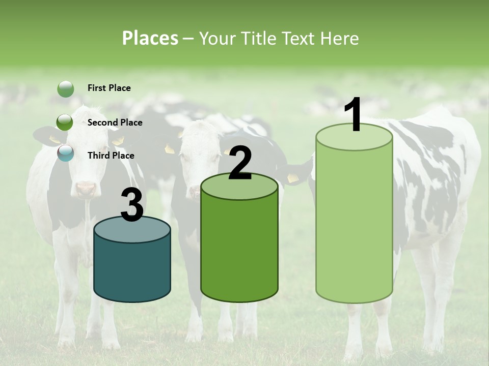 Rural Dairy Cattle Animal PowerPoint Template