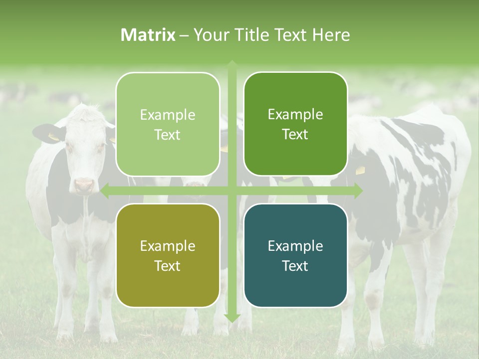 Rural Dairy Cattle Animal PowerPoint Template