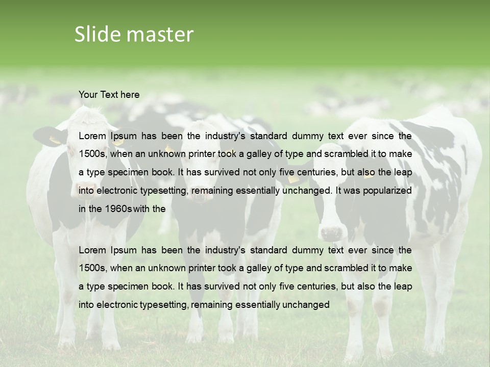 Rural Dairy Cattle Animal PowerPoint Template