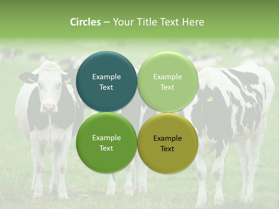 Rural Dairy Cattle Animal PowerPoint Template