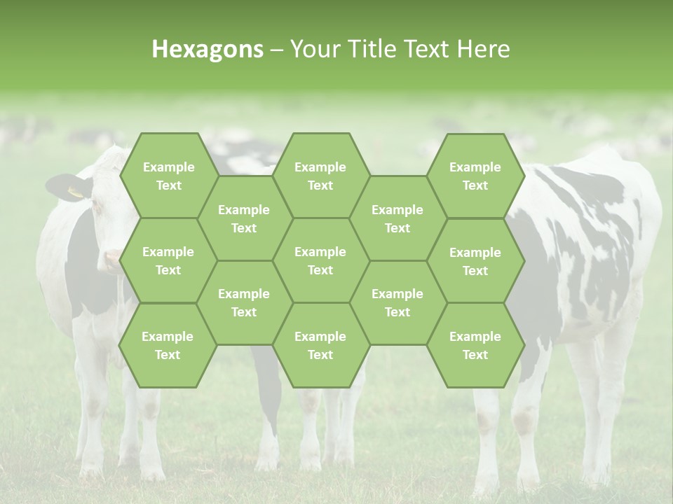 Rural Dairy Cattle Animal PowerPoint Template