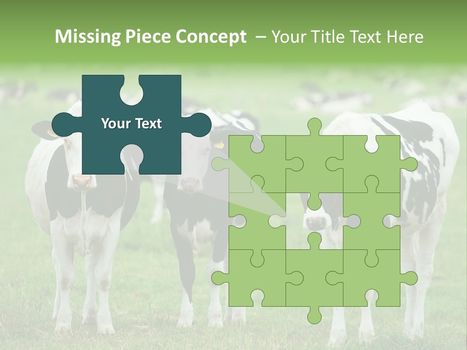 Rural Dairy Cattle Animal PowerPoint Template