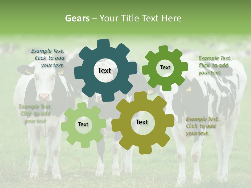 Rural Dairy Cattle Animal PowerPoint Template