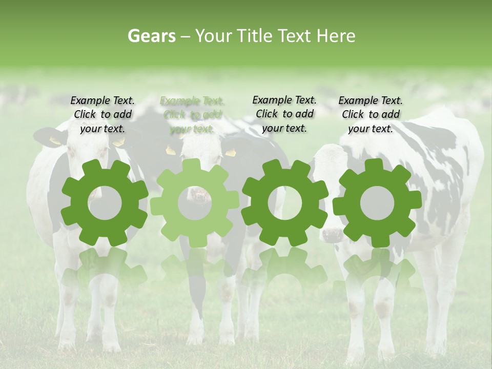 Rural Dairy Cattle Animal PowerPoint Template
