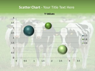 Rural Dairy Cattle Animal PowerPoint Template