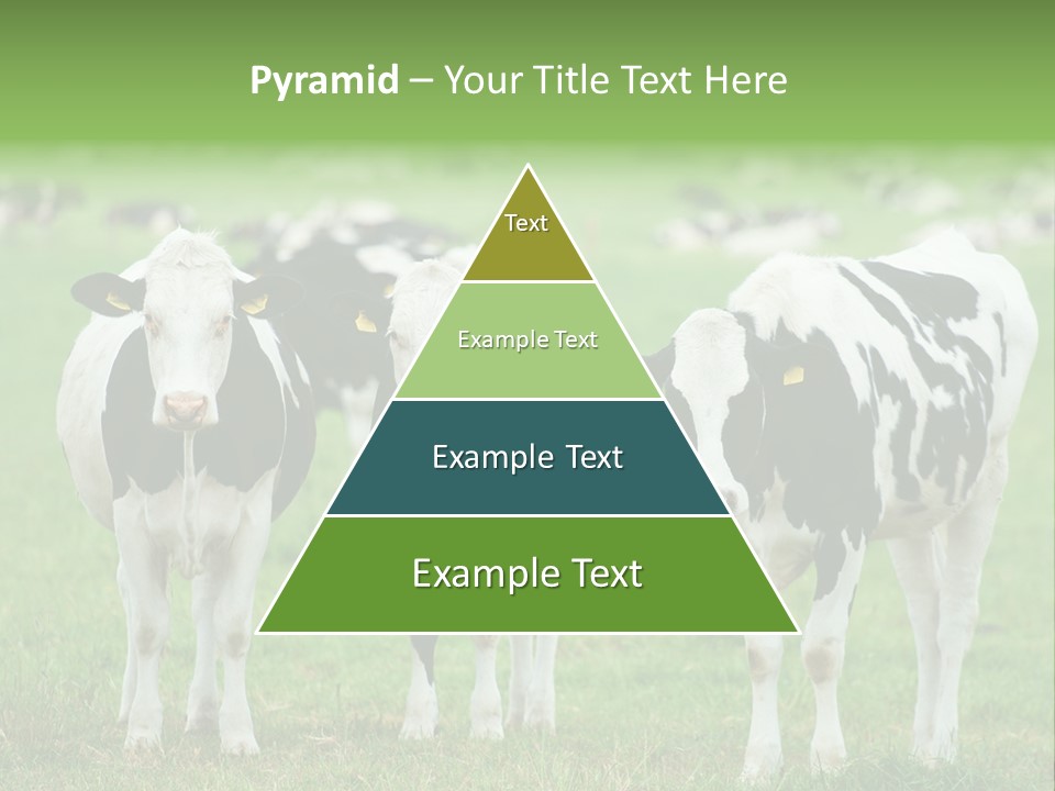 Rural Dairy Cattle Animal PowerPoint Template