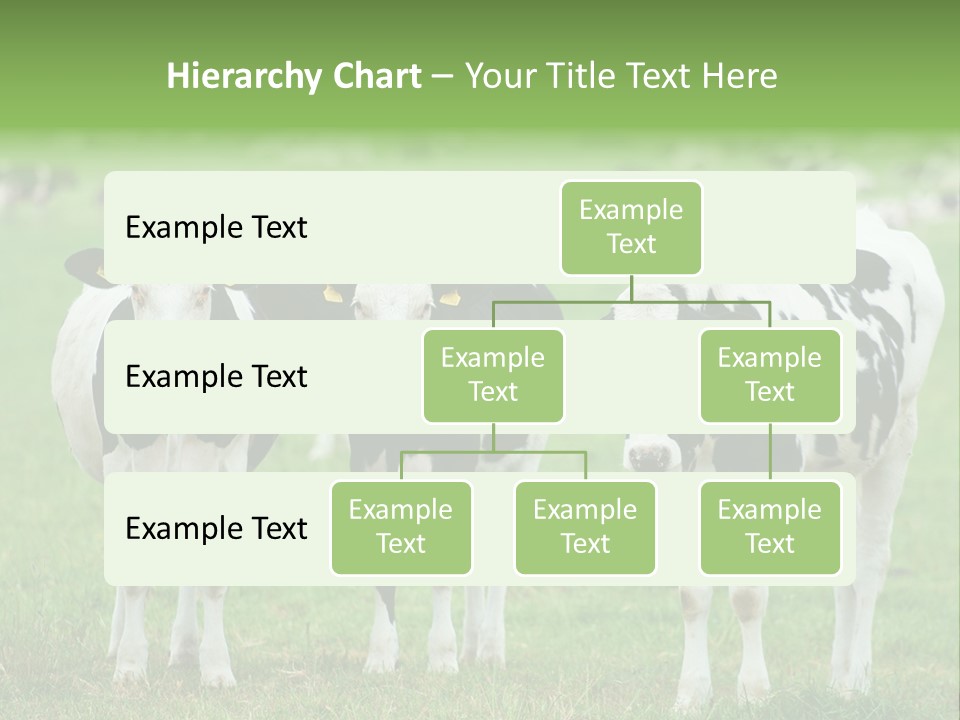Rural Dairy Cattle Animal PowerPoint Template