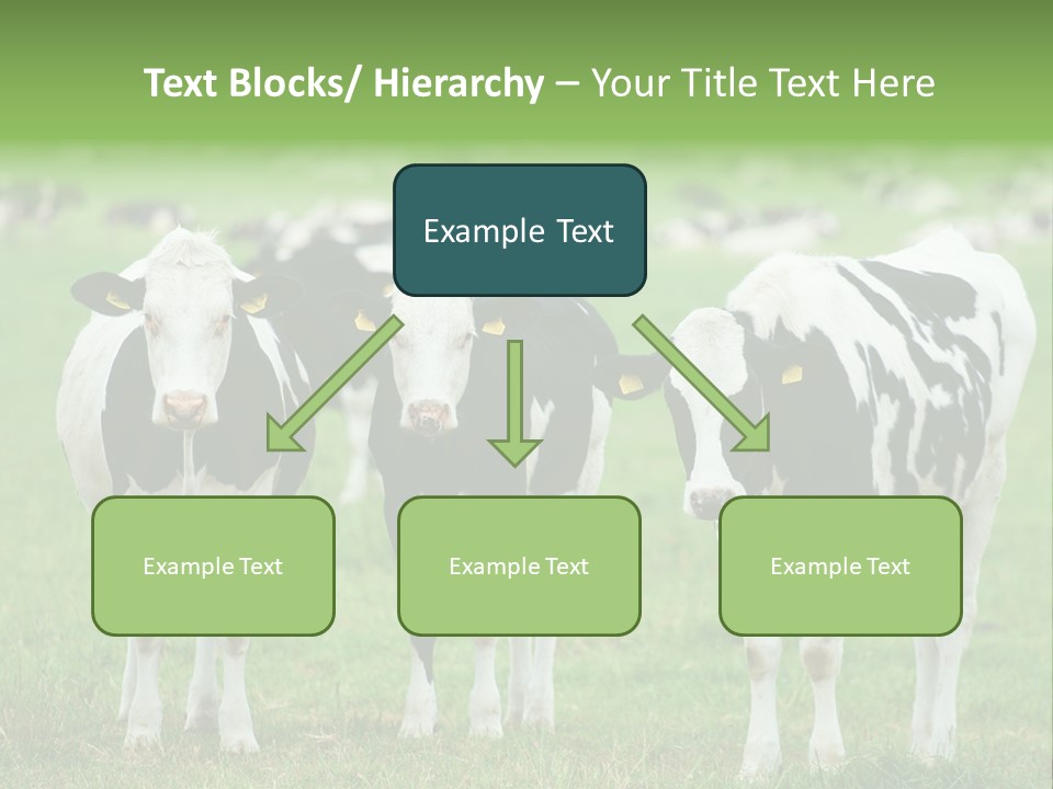 Rural Dairy Cattle Animal PowerPoint Template