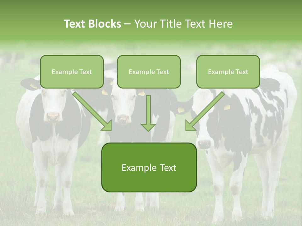 Rural Dairy Cattle Animal PowerPoint Template
