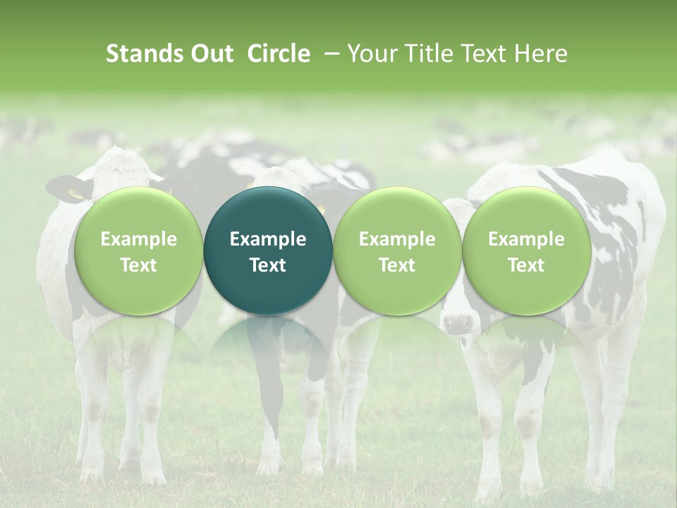 Rural Dairy Cattle Animal PowerPoint Template