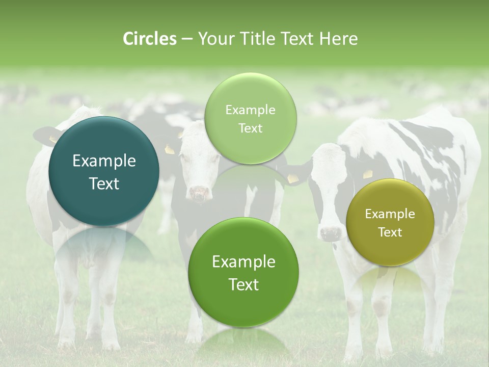 Rural Dairy Cattle Animal PowerPoint Template