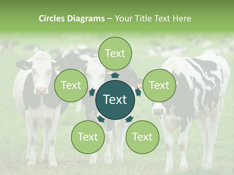 Rural Dairy Cattle Animal PowerPoint Template