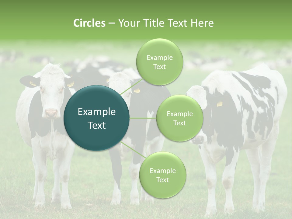 Rural Dairy Cattle Animal PowerPoint Template
