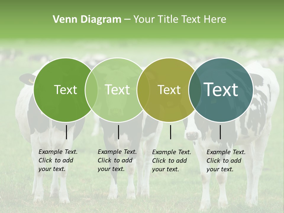 Rural Dairy Cattle Animal PowerPoint Template