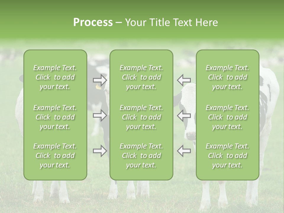Rural Dairy Cattle Animal PowerPoint Template