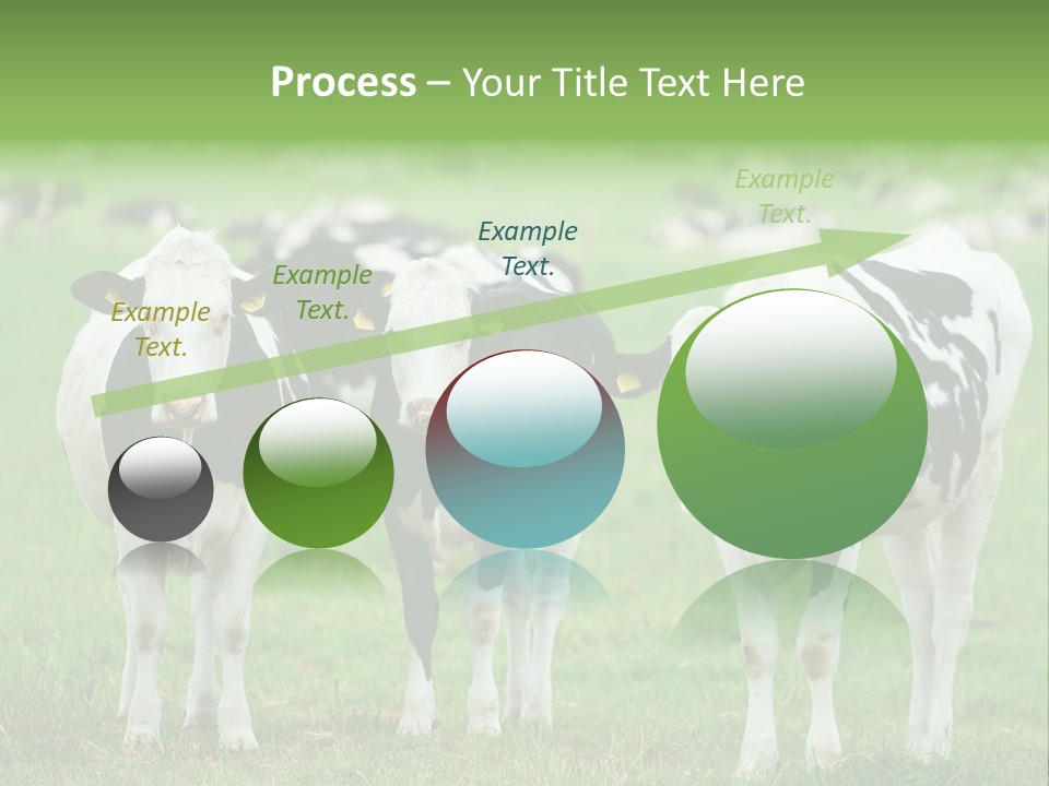 Rural Dairy Cattle Animal PowerPoint Template