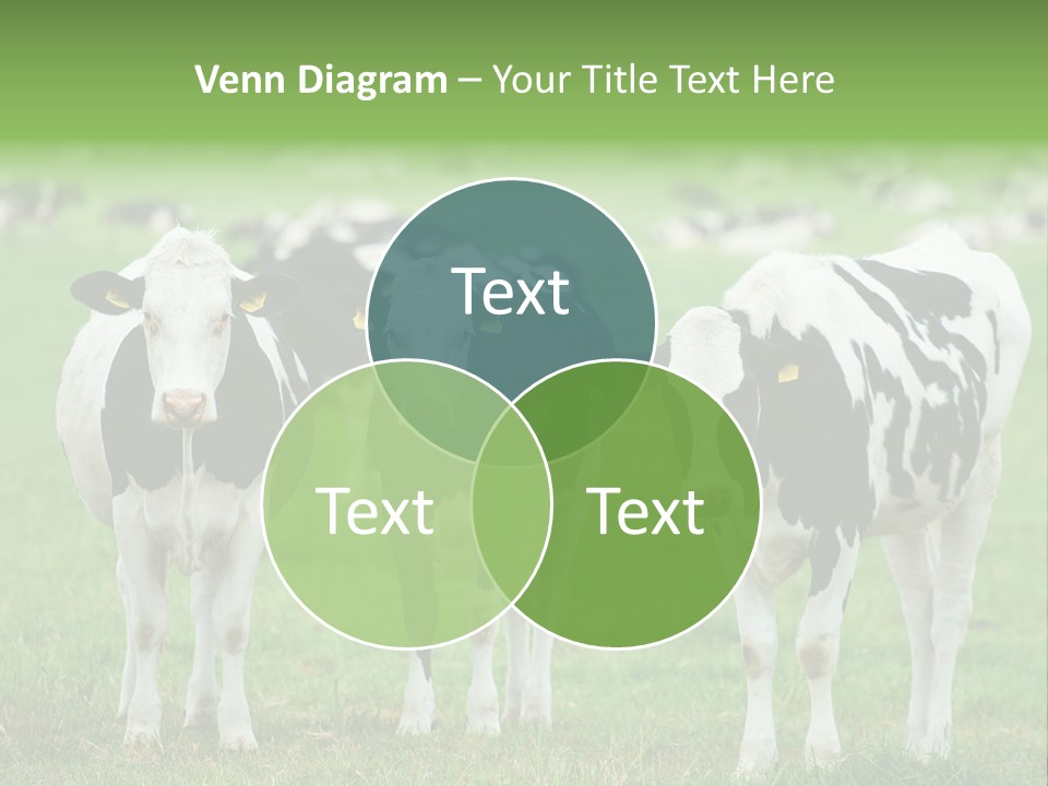 Rural Dairy Cattle Animal PowerPoint Template