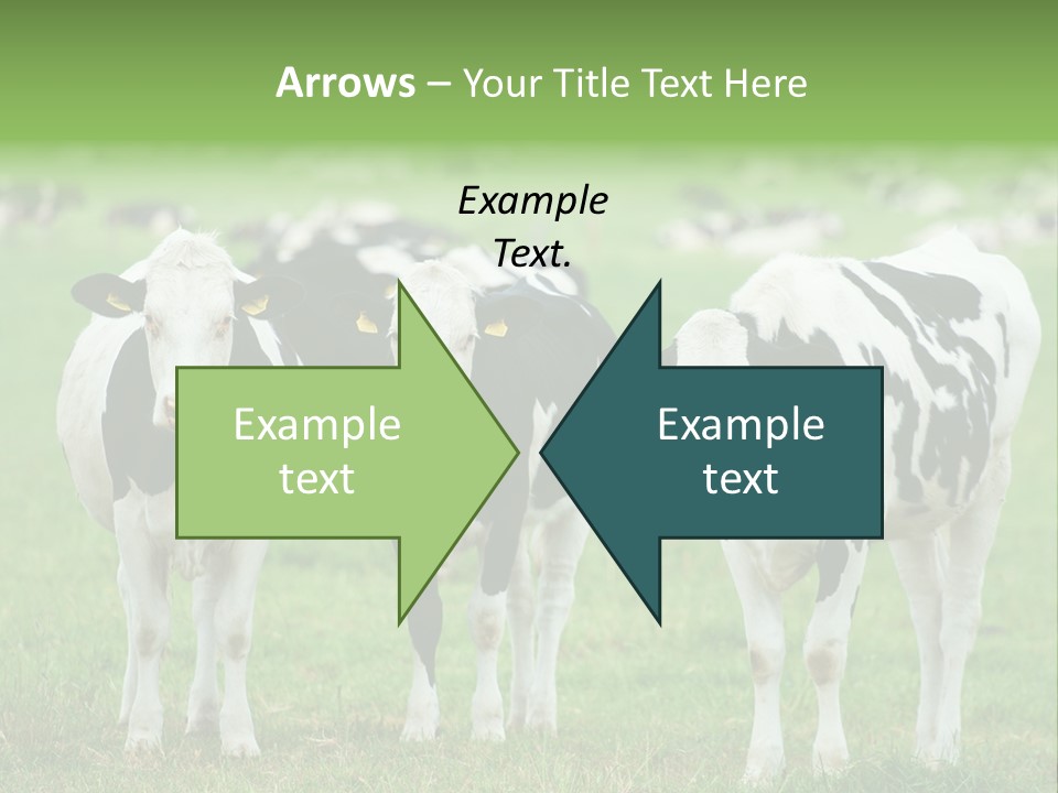 Rural Dairy Cattle Animal PowerPoint Template