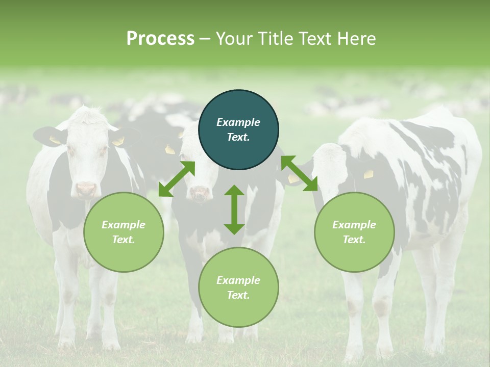 Rural Dairy Cattle Animal PowerPoint Template