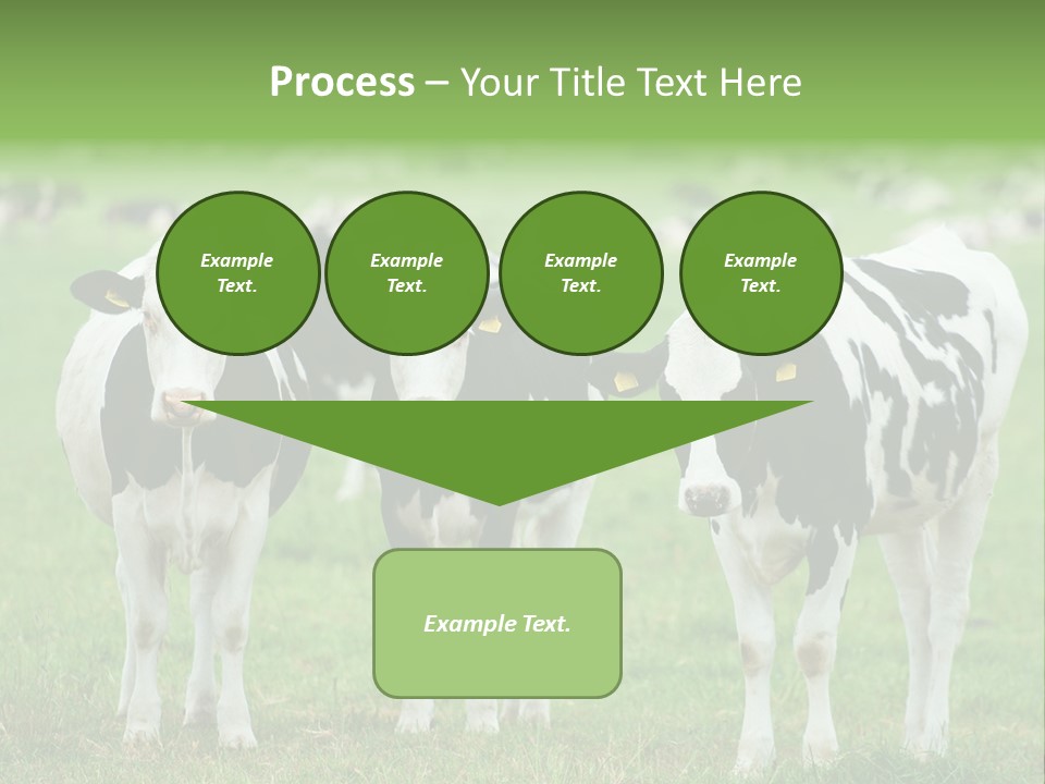 Rural Dairy Cattle Animal PowerPoint Template