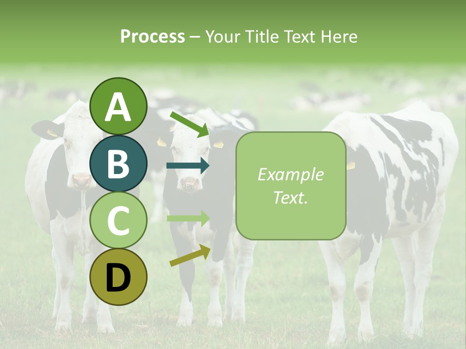Rural Dairy Cattle Animal PowerPoint Template