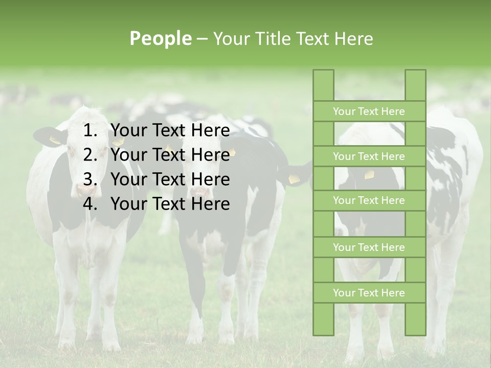 Rural Dairy Cattle Animal PowerPoint Template