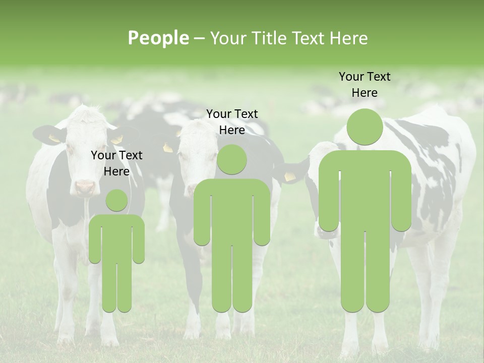 Rural Dairy Cattle Animal PowerPoint Template