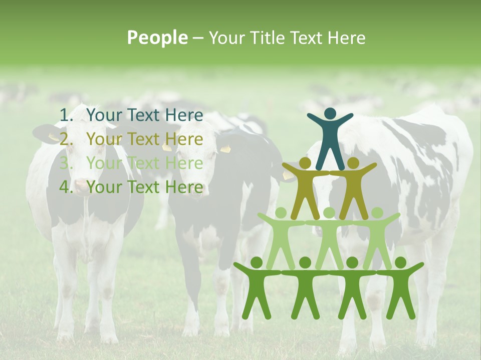Rural Dairy Cattle Animal PowerPoint Template