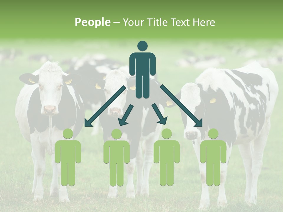 Rural Dairy Cattle Animal PowerPoint Template
