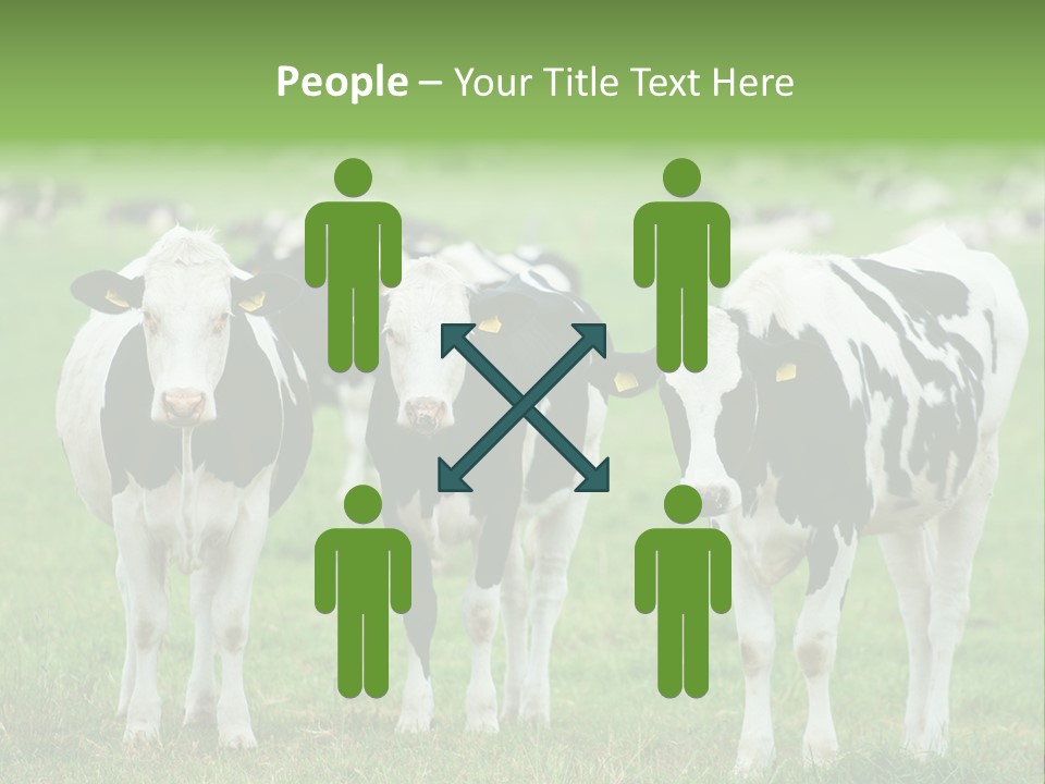 Rural Dairy Cattle Animal PowerPoint Template
