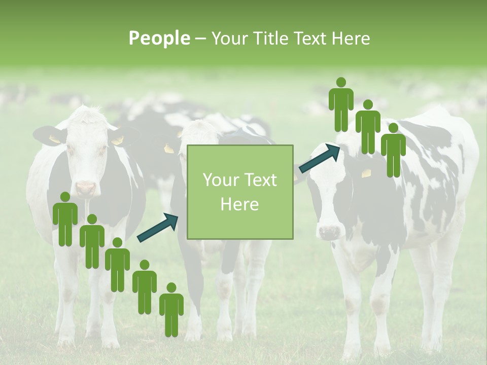 Rural Dairy Cattle Animal PowerPoint Template