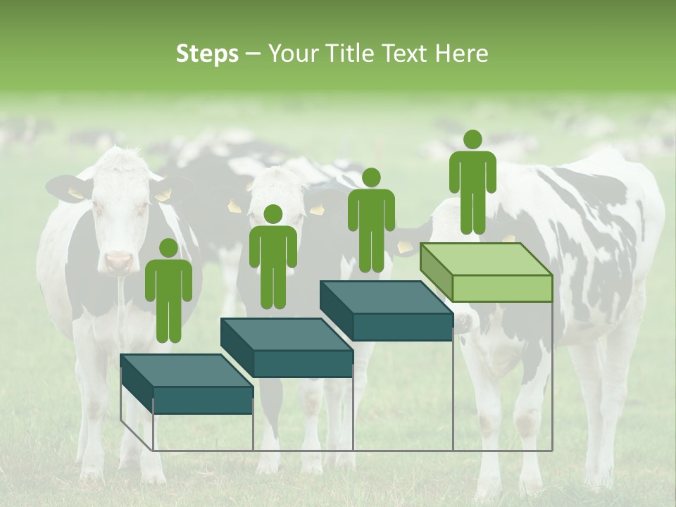 Rural Dairy Cattle Animal PowerPoint Template