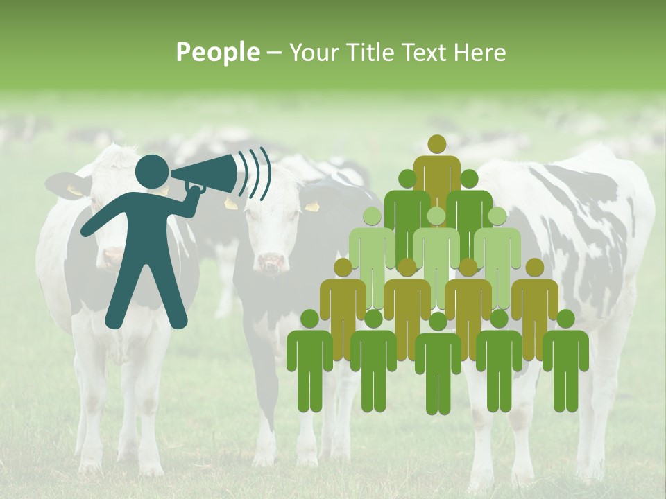 Rural Dairy Cattle Animal PowerPoint Template