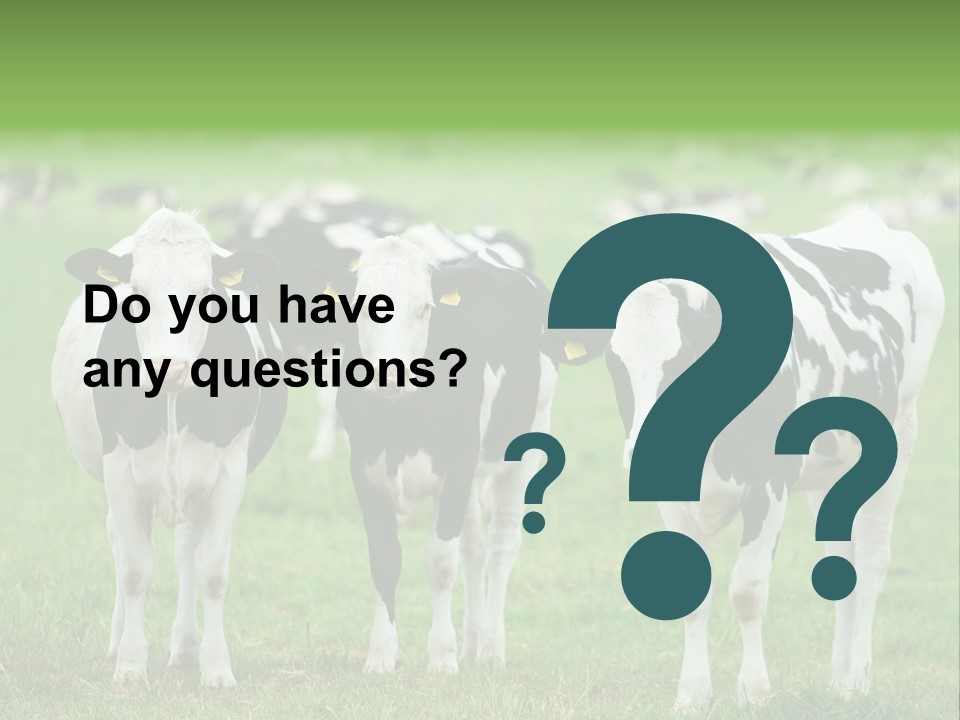 Rural Dairy Cattle Animal PowerPoint Template