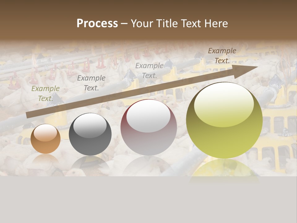 Barn Fertility Claws PowerPoint Template