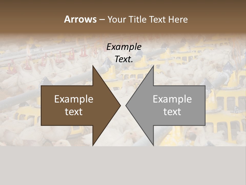 Barn Fertility Claws PowerPoint Template
