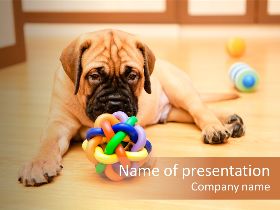 Young House Bullmastiff PowerPoint Template