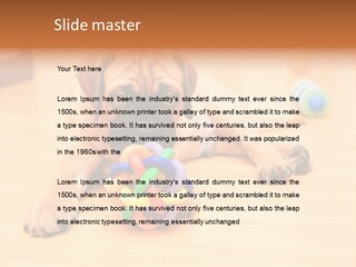 Young House Bullmastiff PowerPoint Template