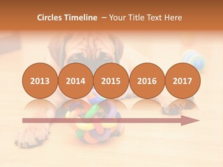 Young House Bullmastiff PowerPoint Template