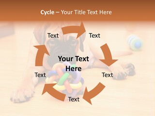 Young House Bullmastiff PowerPoint Template