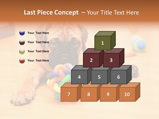Young House Bullmastiff PowerPoint Template