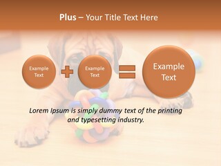 Young House Bullmastiff PowerPoint Template